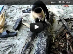 Magical Moments in Costa Rica:  A Monkey Thief