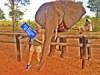 Elephant Camp Zimbabwe